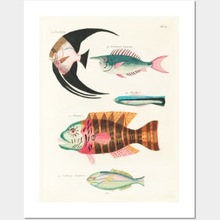 Fishes found in Indonesia and the East Indies (1678 -1746) Posters and Art